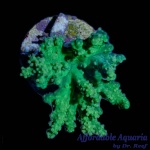 Leather - Neon Green Fingers