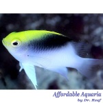 Rolland's Damselfish