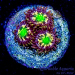 Zoanthid – Solar Eclipse (4+ Polyps)