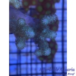 Leather - Stubby Fingers