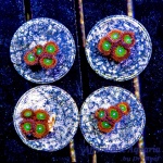 Zoanthid – Sunspot (4+ Polyps)