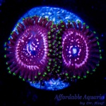 Zoanthid – Taser (4+ Polyps)