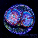 Zoanthid – White Zombie (2+ Polyps)