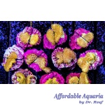 Leather - Yellow Toadstool