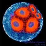 Zoanthid – Charmander (4+ Polyps)