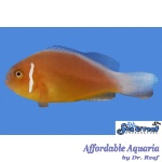 Fiji Pink Skunk Clownfish