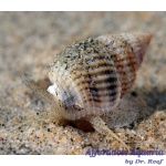 Nassarius Snail Small