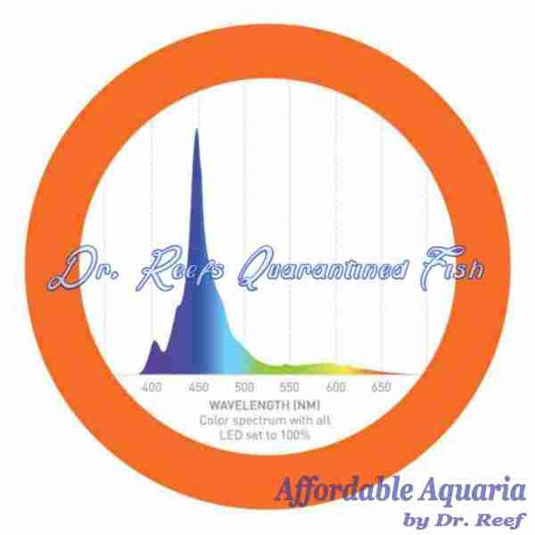 SKY LED Aquarium Light - Image 4