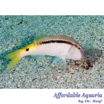 Yellow Back Goatfish