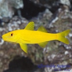 Yellow Goatfish