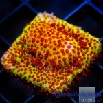 Stylocoeniella - Burning Banana