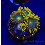 Zoanthid - Green Bay Packers