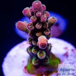 Acropora - Inner Core