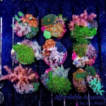 Mixed - Mini-Reef Rock?(on 2-2.5" Reel Reef Disc)