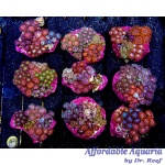 Zoanthid - Mixed (2.5")