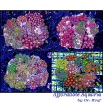 Zoanthid - Mixed Rock XL