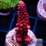 Acropora - PC Rainbow