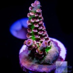 Acropora - Pink Panther