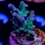 Acropora - Shazam