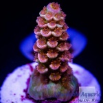 Acropora - Supreme