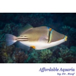 Assasi Triggerfish (Red Sea)