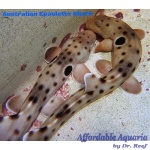 Epaulette Shark