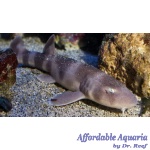 Grey Bamboo Shark