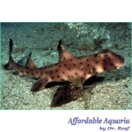 Horn Shark