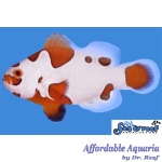Tangerine Storm Clownfish
