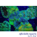 Maxi Mini Carpet Colored