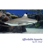 Black Tip Reef Shark