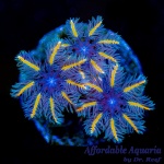 Clove Polyp Cany Corn