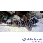 Zebra Bullhead Shark