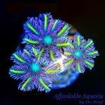 Clove Polyp Lemon Laser