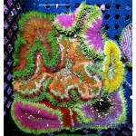 Maxi Mini Carpet Ultra