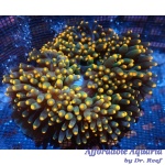 Bubble Anemone Orange Tip