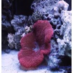 Saddle Anemone (Red)