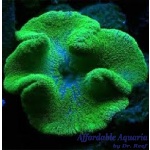 Saddle Anemone (Ultra)