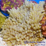 Sabae Anemone Colored