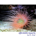 Tube Anemone Super Orange