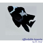 Black Midnight Lightening Roundtail Clownfish