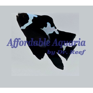 Black Midnight Lightening Roundtail Clownfish