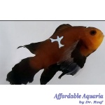 Chocolate Midnight Lightning Roundtail Longfin Clownfish