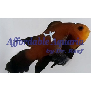 Chocolate Midnight Lightning Roundtail Longfin Clownfish