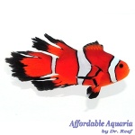 Fancy Longfin Clownfish