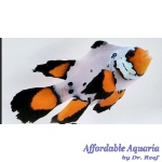 Frostbite Frozen Roundtail Longfin Clownfish