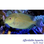 Gold Spotted Rabbitfish