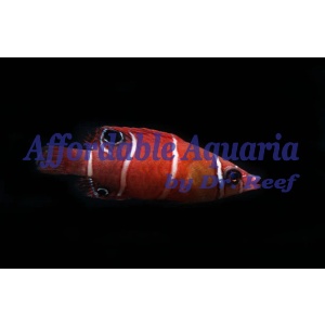 Red Pygmy Possum Wrasse