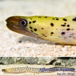 Yellow-Head Moray Eel
