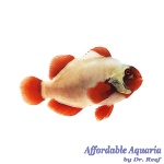 Maroon Gold Nugget Clownfish